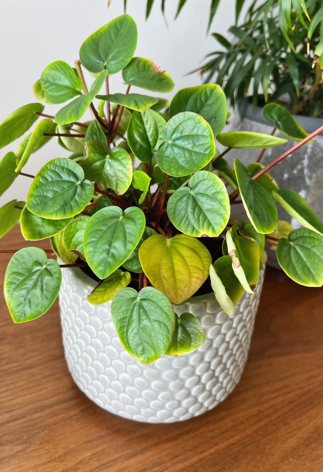 [Peperomia (aka Baby Rubber Plant) (Peperomia obtusifolia) 